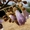 Павловния в Ташкенте. Корневые черенки годовалых деревьев. - Изображение #1, Объявление #1416369