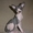 Продаются котята Канадского сфинкса - Изображение #2, Объявление #1575630