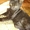 Котенок с шёлковой, черной шёрсткой. - Изображение #3, Объявление #1593637