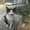 Красивый черно-белый котенок. - Изображение #2, Объявление #1593638