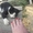 Красивый черно-белый котенок. - Изображение #3, Объявление #1593638