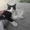 Красивый черно-белый котенок. - Изображение #9, Объявление #1593638