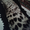 Шкура Леопарда - Изображение #4, Объявление #1601285