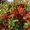 Садовое растетение Пиракантка 65-75 см от Bahor Gullari! - Изображение #1, Объявление #1650547