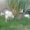Коза дойная, зааненская, молодая, с козлятами - Изображение #1, Объявление #1678999