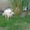 Коза дойная, зааненская, молодая, с козлятами - Изображение #2, Объявление #1678999
