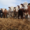 Продажа крупного рогатого скота - Изображение #2, Объявление #1688697