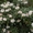Продаётся Садовое растение Рододендрон Азалия от Bahor Gullari! - Изображение #3, Объявление #1680890