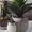 Комнатные растения из Европы со скидкой до 60% от Bahor Gullari! - Изображение #2, Объявление #1680889
