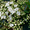  Садовое растение Калина Лавролистная из Европы от Bahor Gullari! - Изображение #3, Объявление #1650764