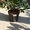 Продаётся Садовое растение Рододендрон Азалия от Bahor Gullari! - Изображение #2, Объявление #1680890