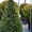 Садовое растение Тис 90 см от Bahor Gullari! - Изображение #1, Объявление #1650472