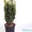 Садовое растение Тис 90 см от Bahor Gullari! - Изображение #2, Объявление #1650472