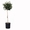  Садовое растение Калина Лавролистная из Европы от Bahor Gullari! - Изображение #2, Объявление #1650764