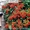 Садовое растетение Пиракантка 65-75 см от Bahor Gullari! - Изображение #3, Объявление #1650547