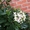  Садовое растение Калина Лавролистная из Европы от Bahor Gullari! #1650764