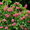 Садовое растение Каштан Бриоти от компании Bahor Gullari! - Изображение #2, Объявление #1651051
