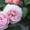 Садовое растение Роза от Bahor Gullari! - Изображение #3, Объявление #1651380