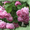 Садовое растение Роза от Bahor Gullari!