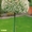 Продаётся cадовое растение Ива цельнолистная от Bahor Gullari!  - Изображение #2, Объявление #1651520