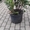 Продаётся Садовое растение Рододендрон Азалия от Bahor Gullari! - Изображение #1, Объявление #1680890