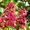 Садовое растение Каштан Бриоти от компании Bahor Gullari! #1651051