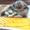 Шотландская вислоухая кошка - Изображение #3, Объявление #1711681