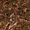 Черви оптом - красный калифорнийский дождевой червь,  старатель #1716911