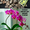 Готовый субстрат для орхидей/Орхидеялар учун тайёр субстрат - Изображение #2, Объявление #1716920