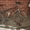 Велосипед горно-скоростной  - Изображение #1, Объявление #1735291