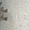 Продается Стаффордширский терьер  - Изображение #4, Объявление #1738840