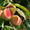 Intensiv bog'lar (интенсивные фруктовые сады) #1679681