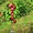  Mevali daraxt ko'chatlari (саженцы фруктовых деревьев) #1700295