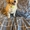 Cute Mini Goldendoodles- ONE HANDSOME BOY LEFT!!! +1 (559) 745-5646  #1740866