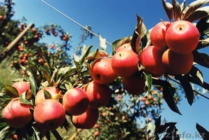 Саженцы плодовых растений, Яблони, Груши, Абрикоса итд. Подвои. (VF) - Изображение #2, Объявление #410506