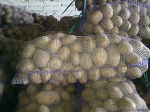 Продам картофель с Украины - Изображение #1, Объявление #921010