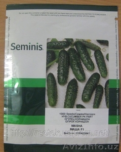 Подаю семена  SEMINIS - Изображение #1, Объявление #102320