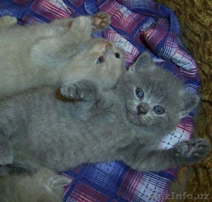 Продаются британские короткошёрстные котята - Изображение #2, Объявление #245981