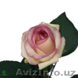 Розы Дольче Вита - Изображение #1, Объявление #529441