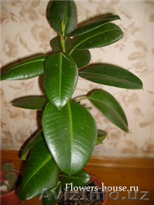 Комнатное растение Фикус (Ficus) - Изображение #1, Объявление #519599