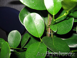 Комнатное растение Фикус (Ficus) - Изображение #2, Объявление #519599