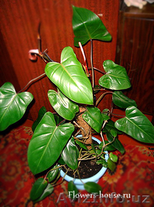 Филодендрон (Philodendron) Комнатное растение - Изображение #1, Объявление #519614