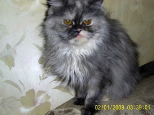 БЕСПЛАТНО - Отдам персидскую кошку в хорошие руки - Изображение #1, Объявление #745657