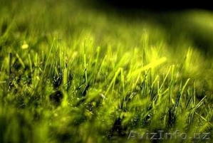 Искусственная трава,искусственный рулонный газон - Изображение #1, Объявление #767455