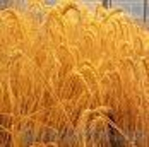 Продам пшеницу 3 класса - Изображение #1, Объявление #821277