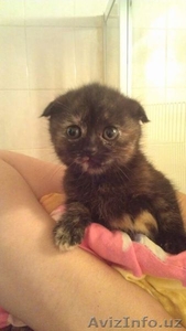 Продается котенок шотландский вислоухий, девочка, 250 тыс.сум - Изображение #1, Объявление #891352