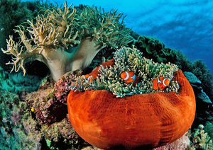 Большой Барьерный риф - величайшее чудо Австралии!  - Изображение #4, Объявление #903693