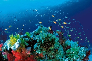 Большой Барьерный риф - величайшее чудо Австралии!  - Изображение #5, Объявление #903693