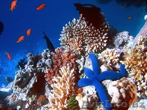 Большой Барьерный риф - величайшее чудо Австралии!  - Изображение #3, Объявление #903693