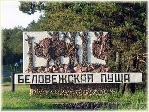 Беловежская пуща – одна из важнейших достопримечательностей Беларуси. - Изображение #1, Объявление #896758